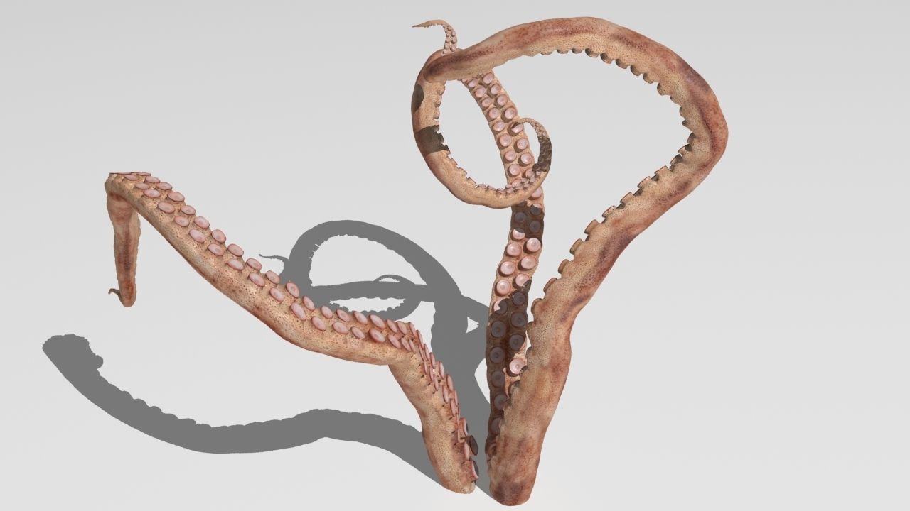 tentacle octopus tentacles 3D model_11
