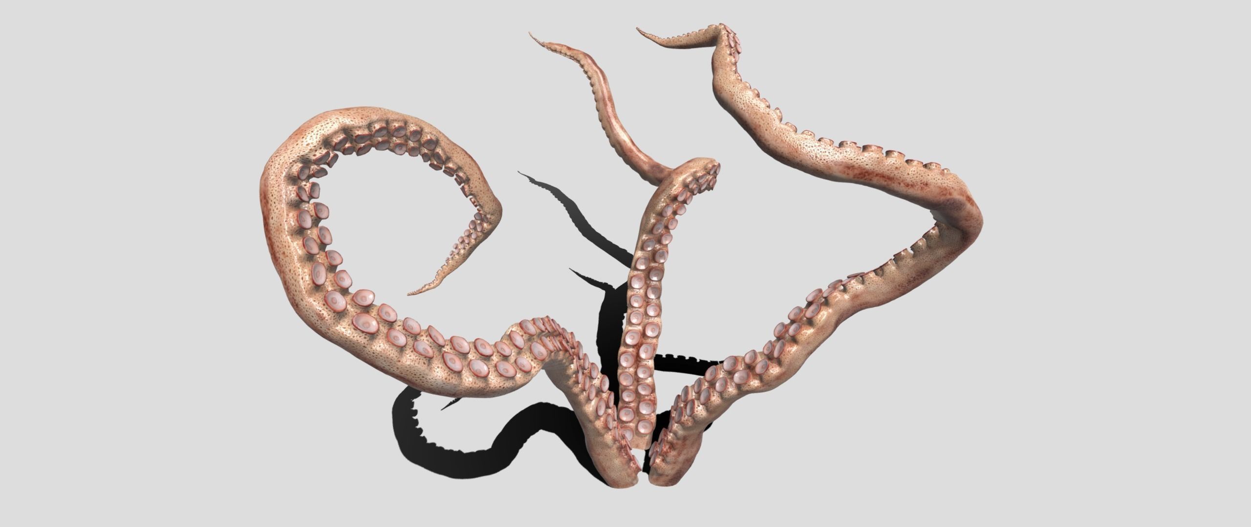 tentacle octopus tentacles 3D model_4