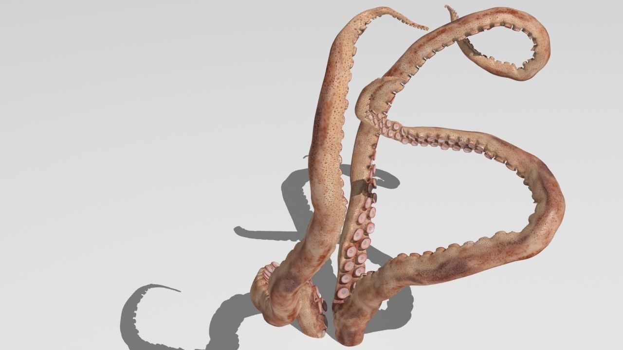 tentacle octopus tentacles 3D model_9