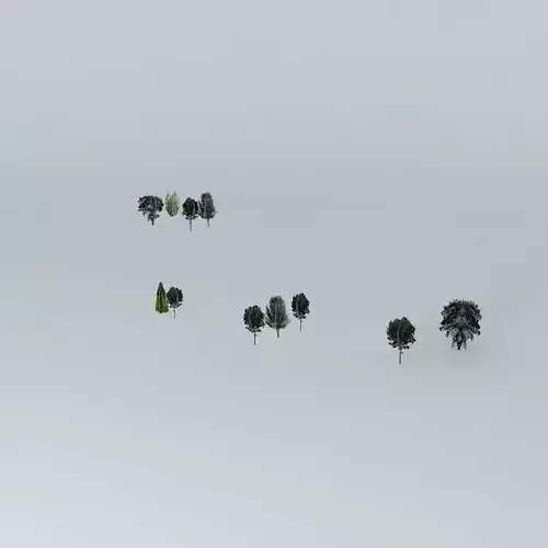 Green group of trees
