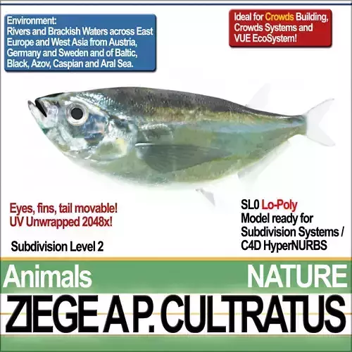 Ziege A animals ap cultivatus 3D model