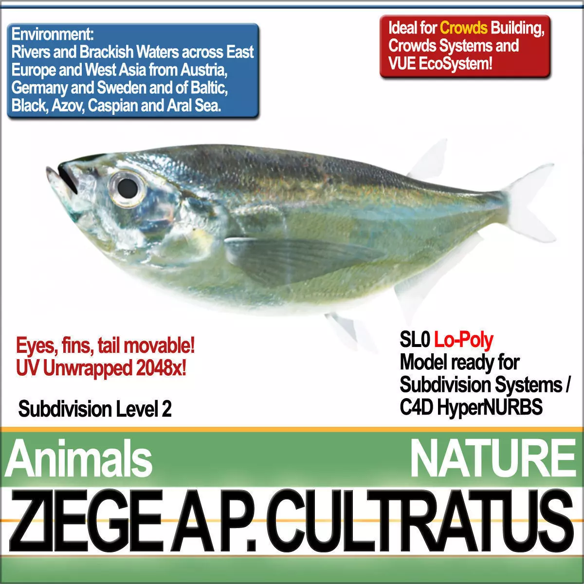 Ziege A animals ap cultivatus 3D model_0