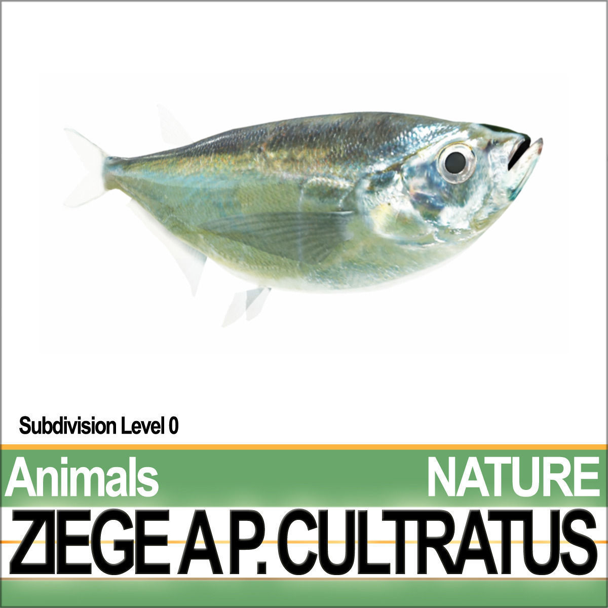 Ziege A animals ap cultivatus 3D model_3