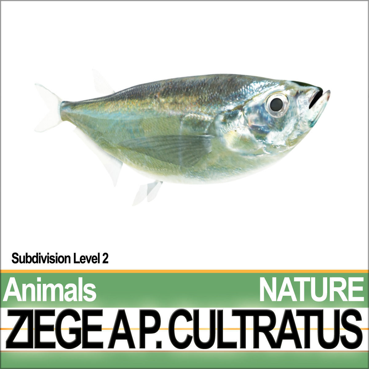 Ziege A animals ap cultivatus 3D model_1
