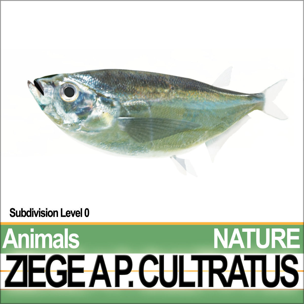 Ziege A animals ap cultivatus 3D model_2