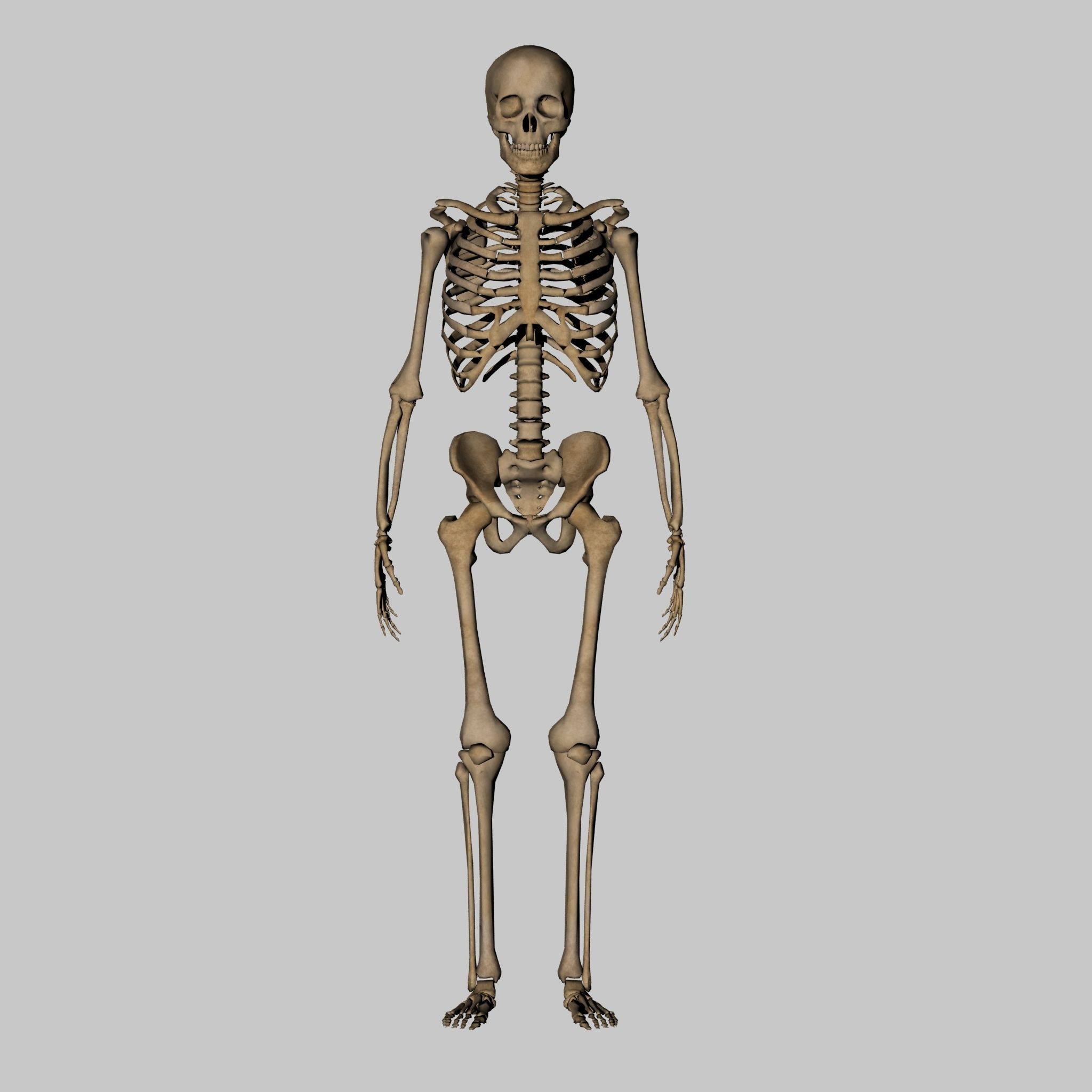 Human Anatomy Skeleton 3D Low-poly 3D model_4
