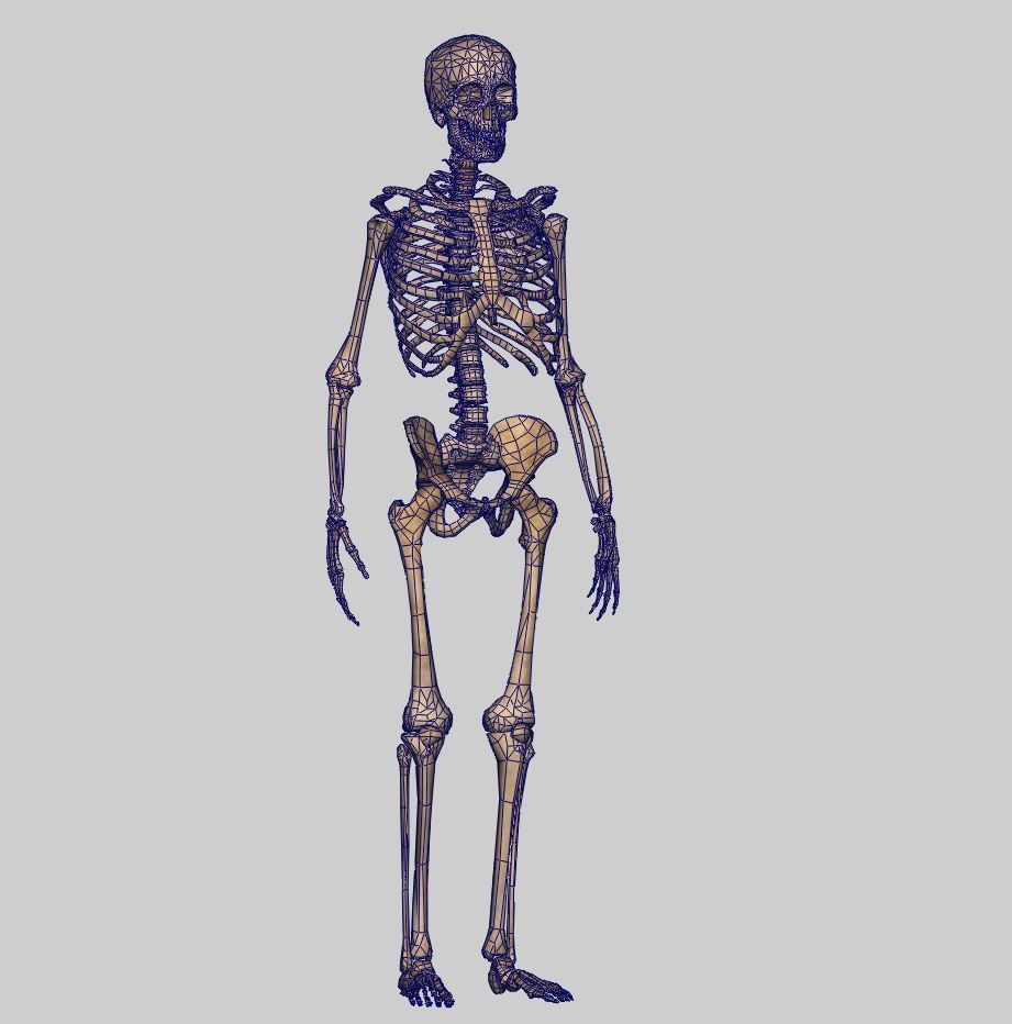 Human Anatomy Skeleton 3D Low-poly 3D model_2