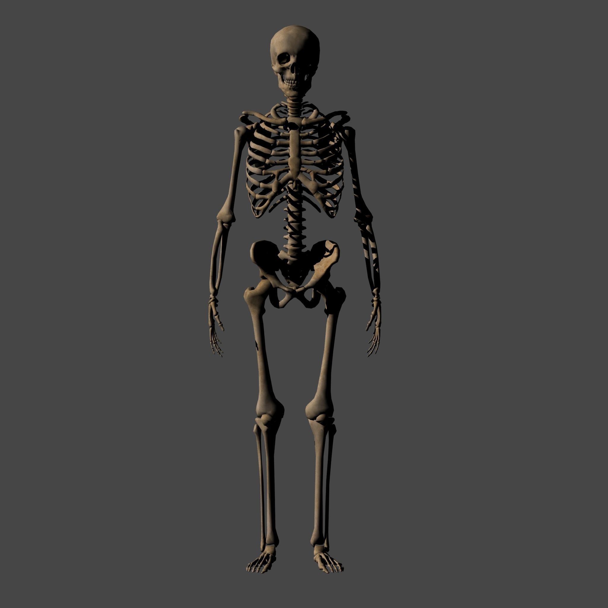 Human Anatomy Skeleton 3D Low-poly 3D model_3