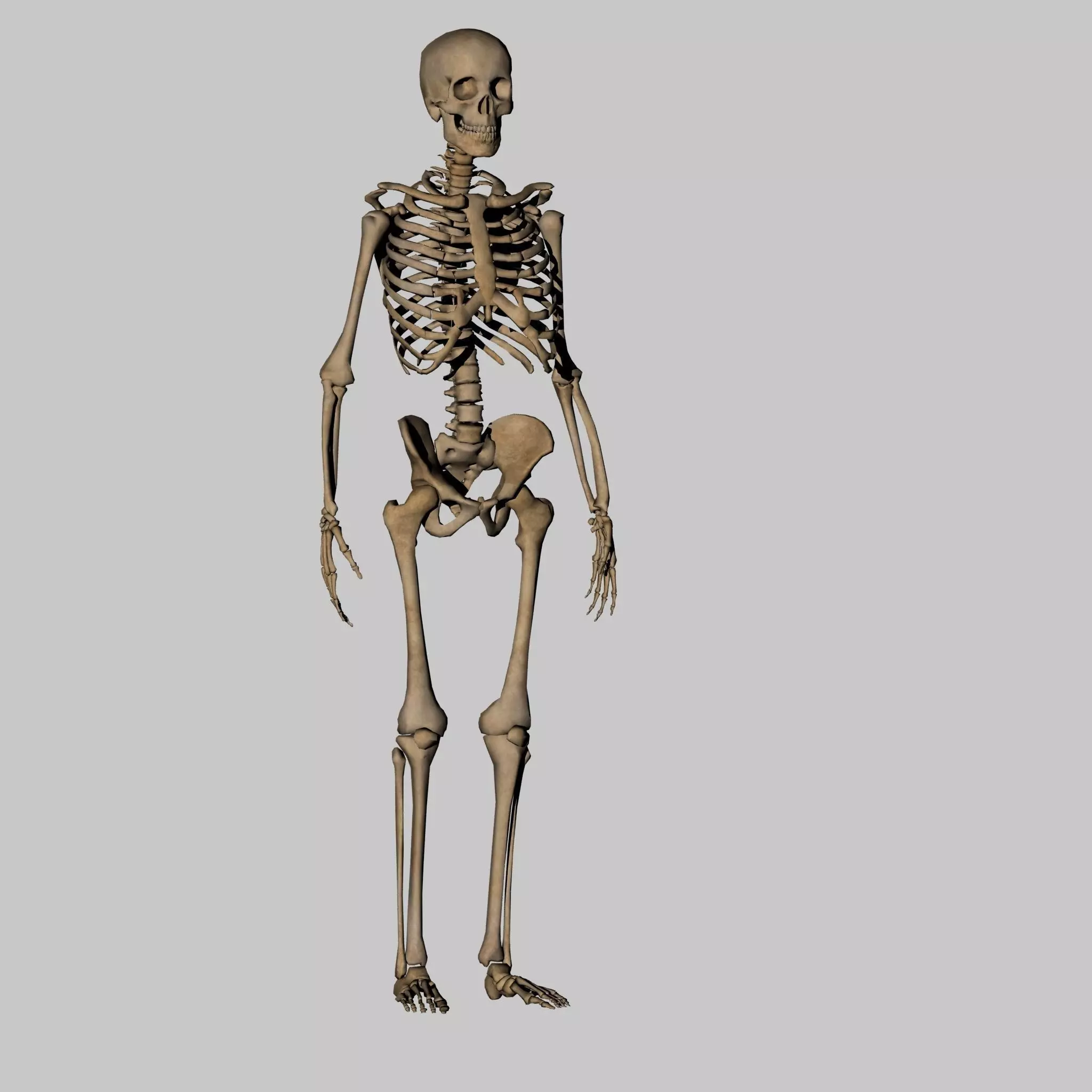 Human Anatomy Skeleton 3D Low-poly 3D model_0