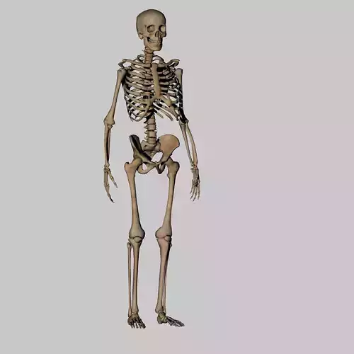 Human Anatomy Skeleton 3D Low-poly 3D model