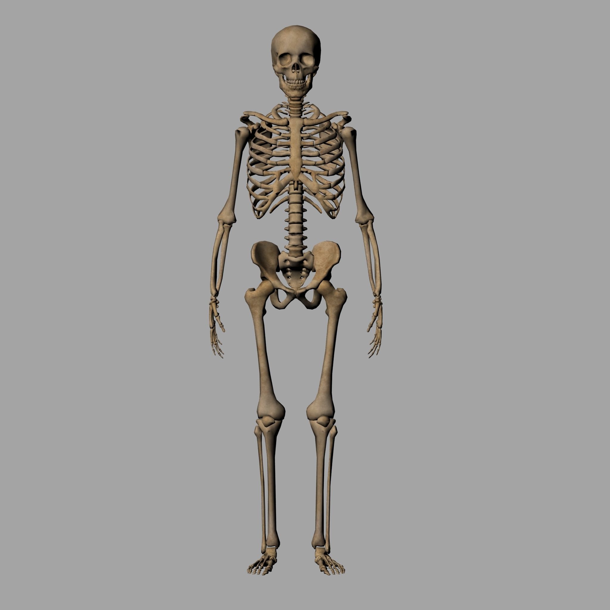 Human Anatomy Skeleton 3D Low-poly 3D model_1