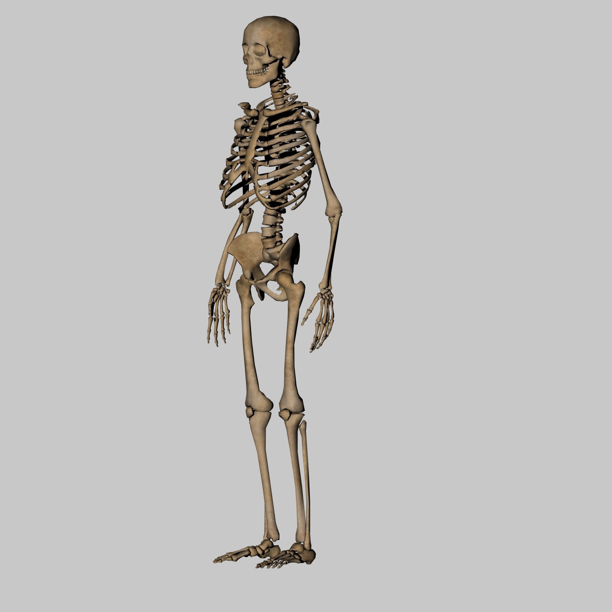 Human Anatomy Skeleton 3D Low-poly 3D model_6