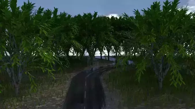 forest road in woods