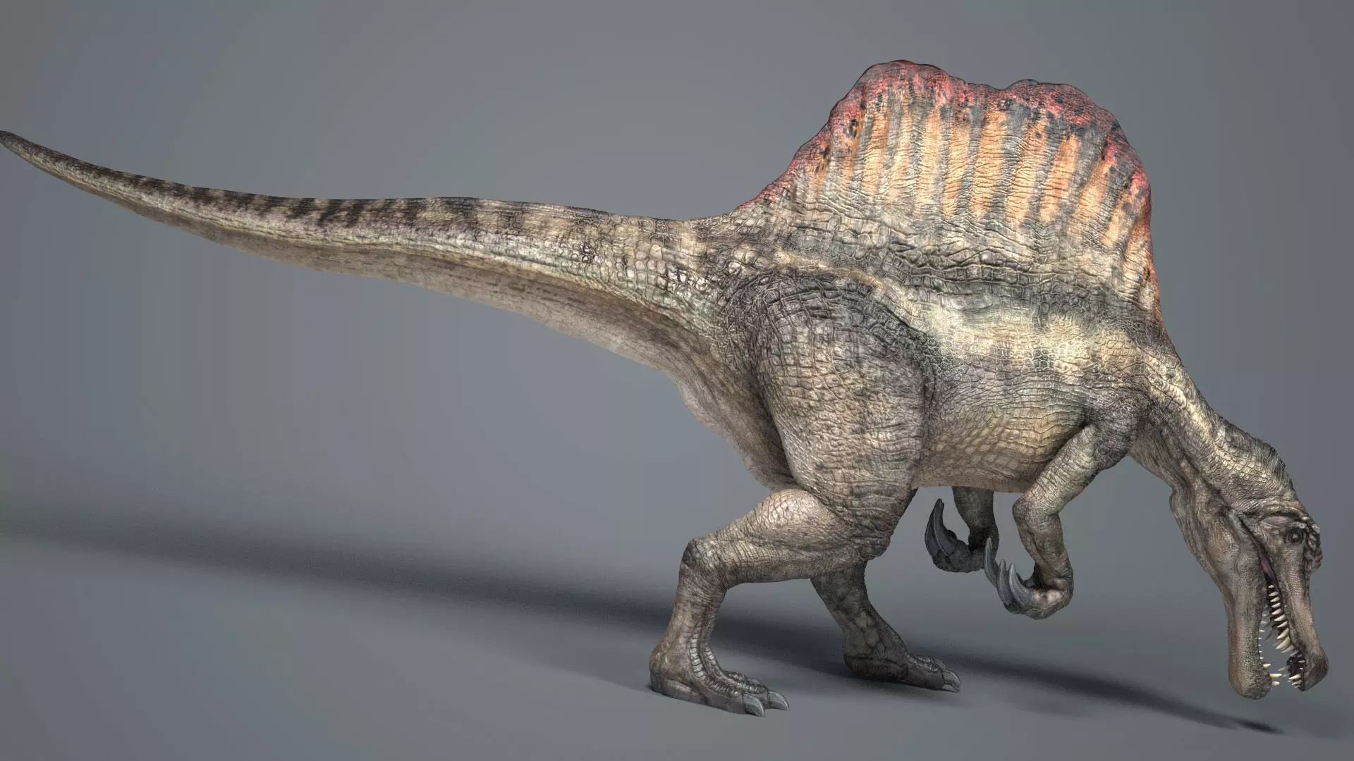 Spinosaurus-Anim dinosaur Low-poly 3D model
