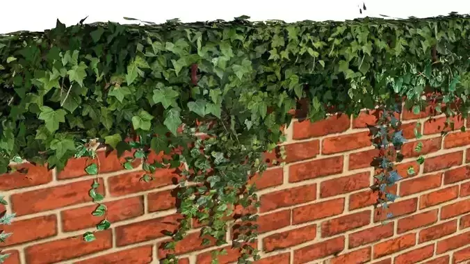 Ivy wall 