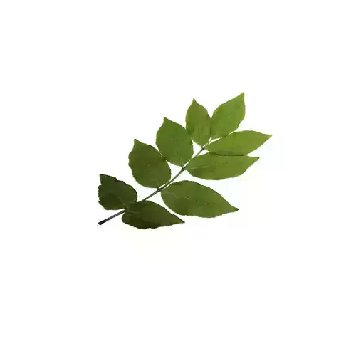 Leaves 001 Low-poly 3D model
