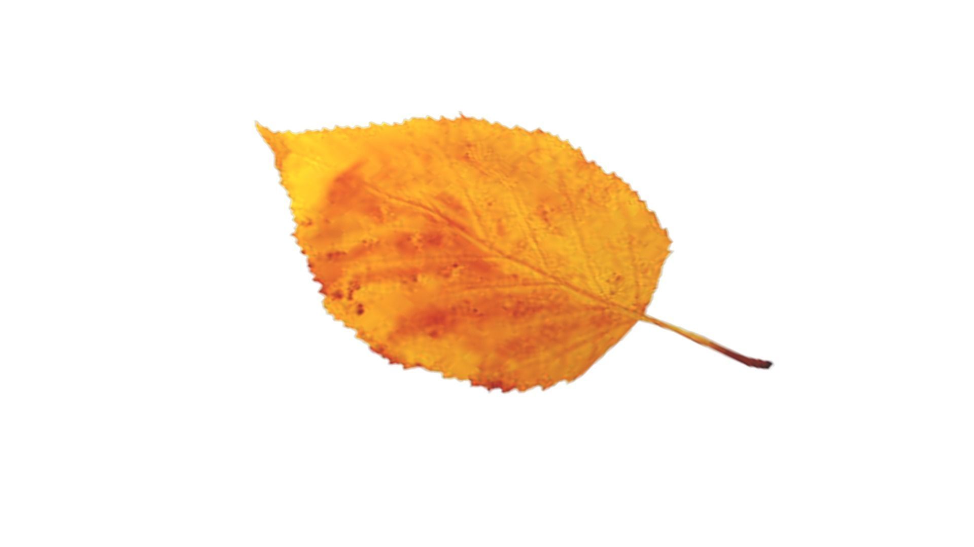 Leaves 002 Low-poly 3D model_3