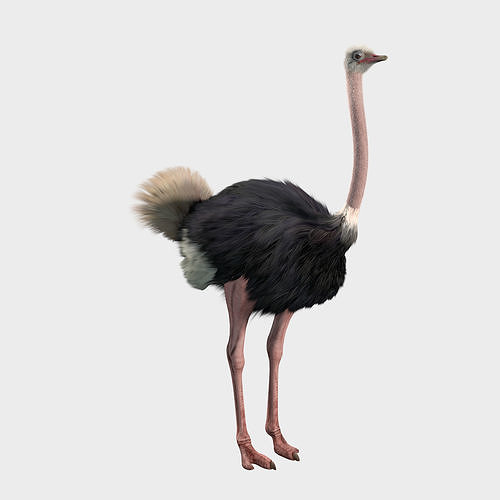 Ostrich 3D model