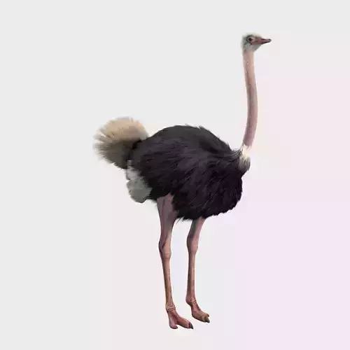 Ostrich