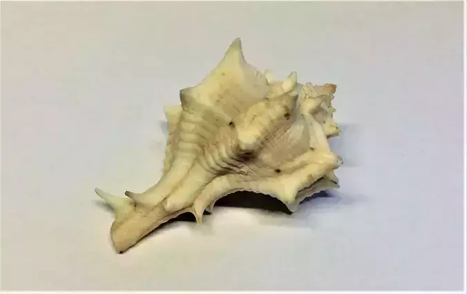 Horse conch shell Low-poly 3D model
