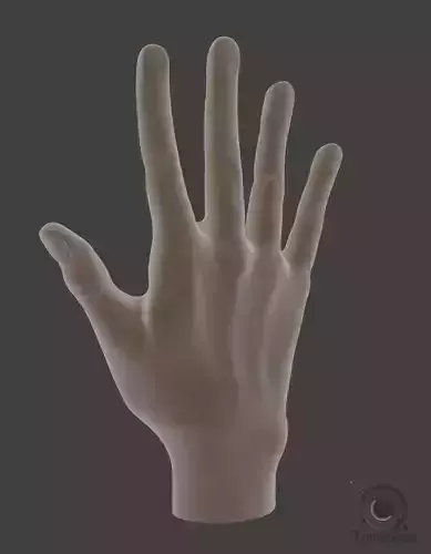 Hand Model 3D model