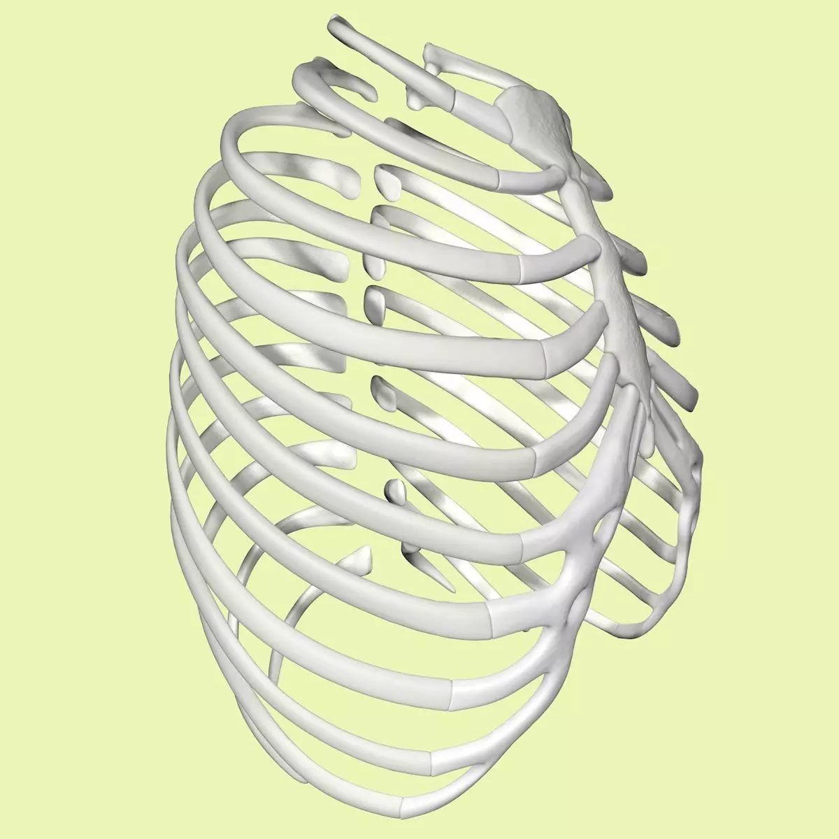 3D Rib cage model without texture 3D model