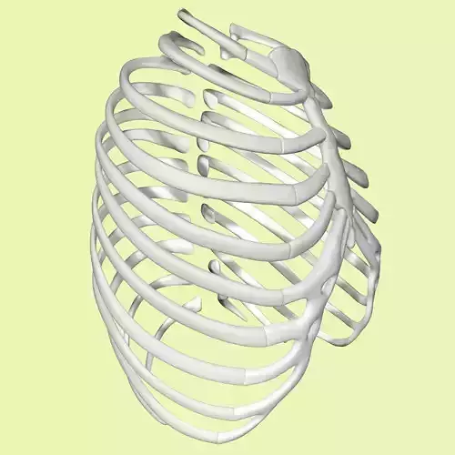  3D Rib cage model without texture 3D model