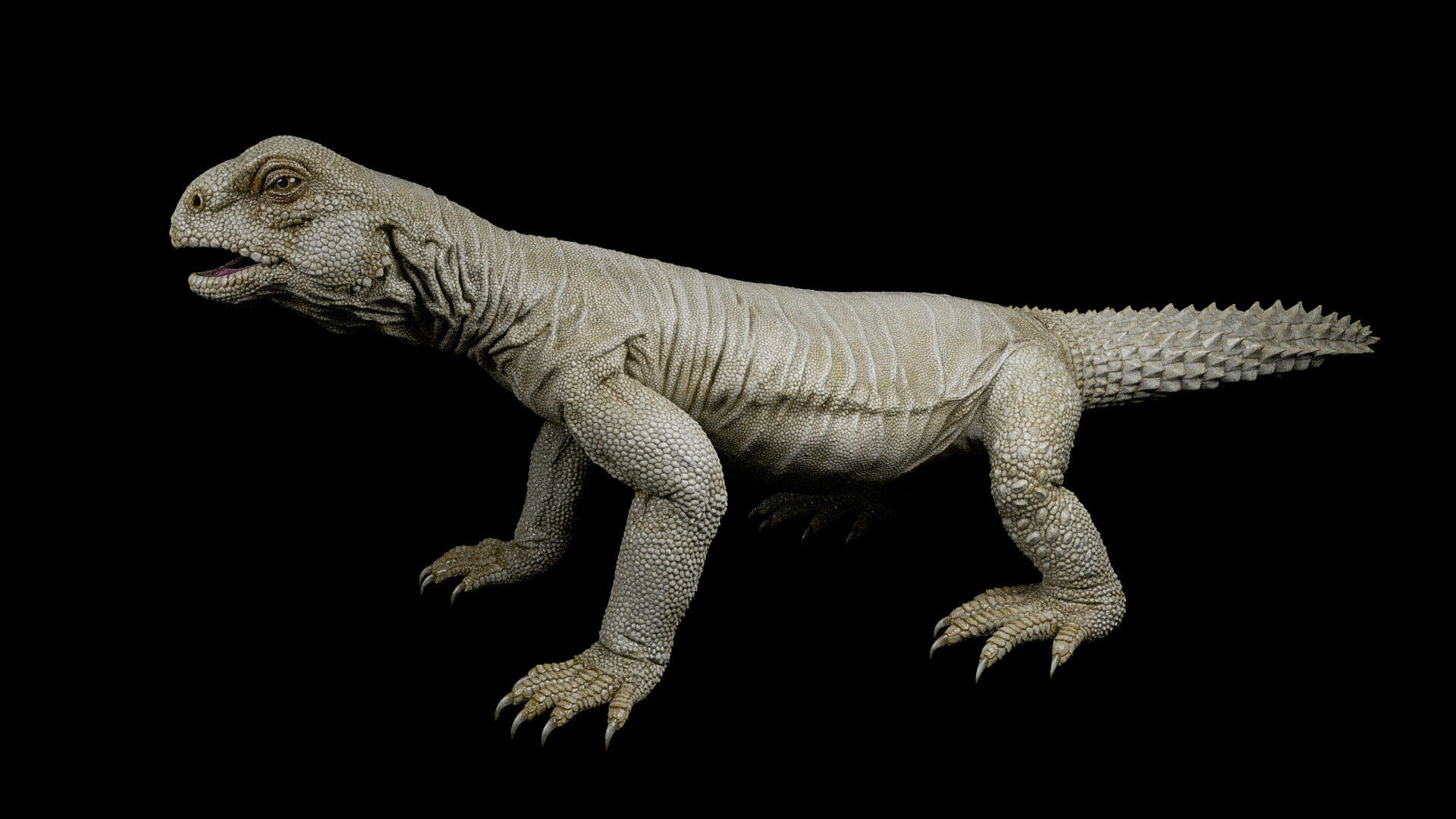 Uromastyx-Lizard Low-poly 3D model_1