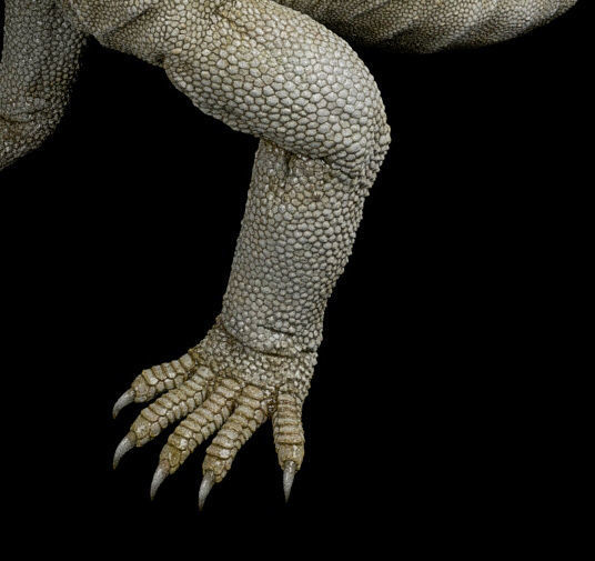 Uromastyx-Lizard Low-poly 3D model_11