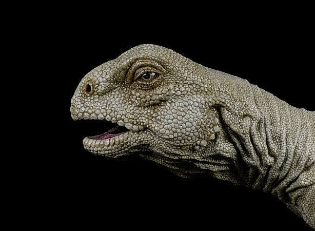 Uromastyx-Lizard Low-poly 3D model