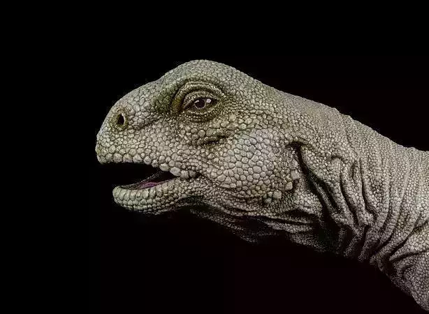 Uromastyx-Lizard Low-poly 3D model