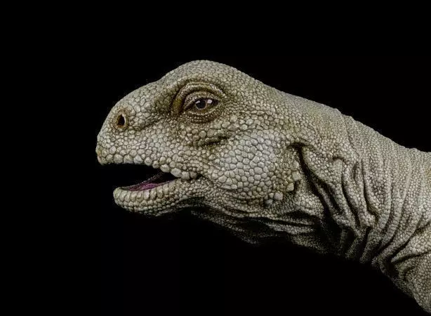 Uromastyx-Lizard Low-poly 3D model_0