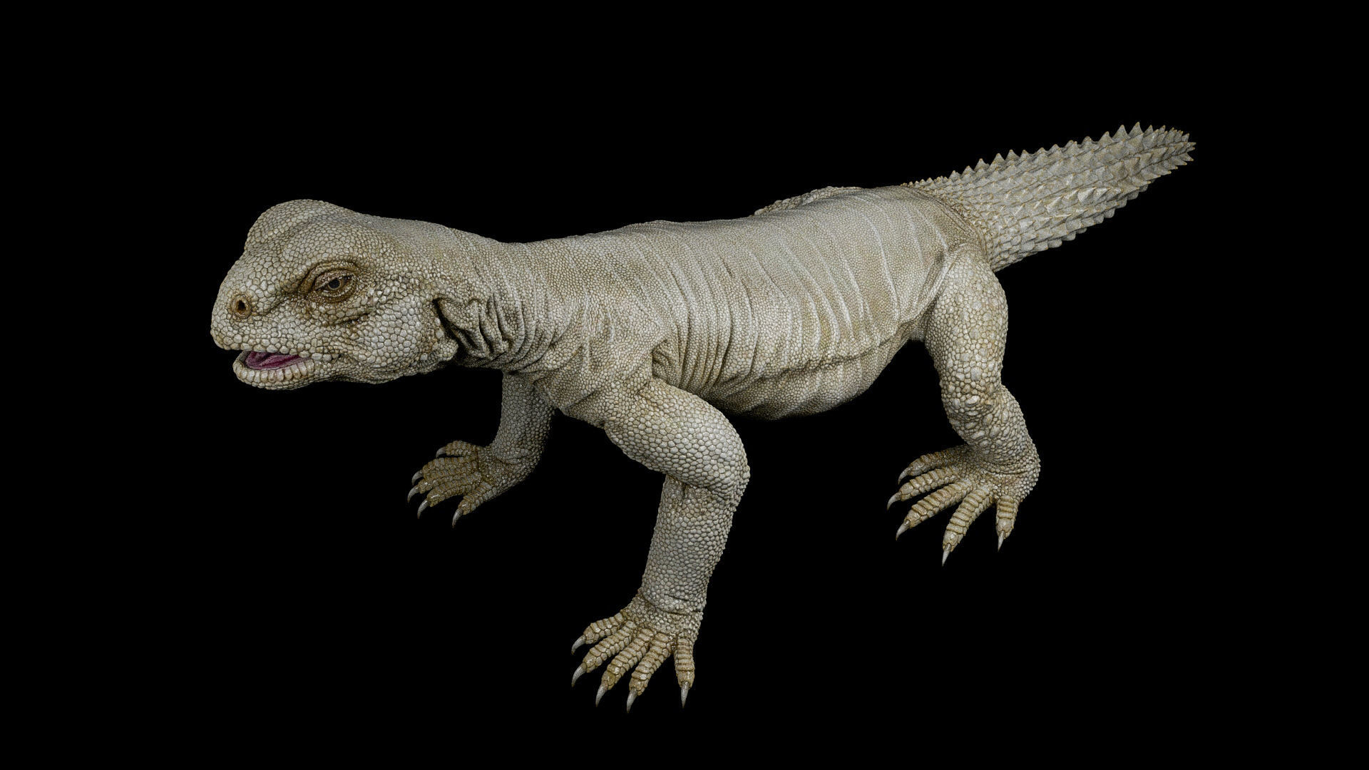 Uromastyx-Lizard Low-poly 3D model_8