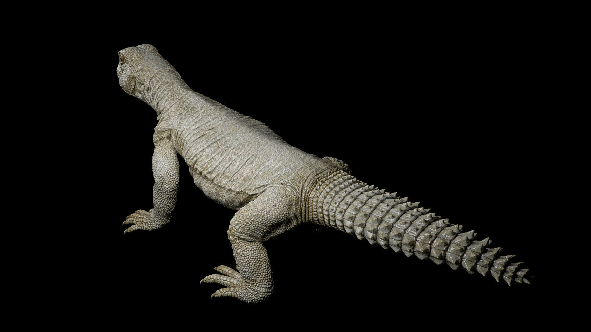 Uromastyx-Lizard Low-poly 3D model_9