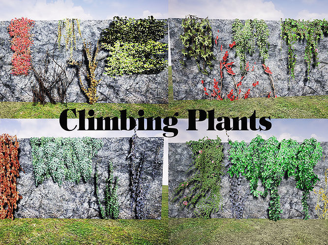 Climbing Plants Low-poly 3D model