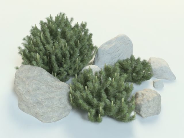 pinus mugo set 3D model_3