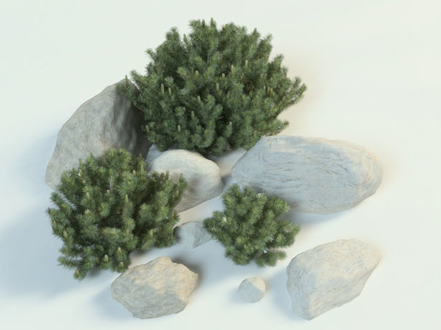 pinus mugo set 3D model_4