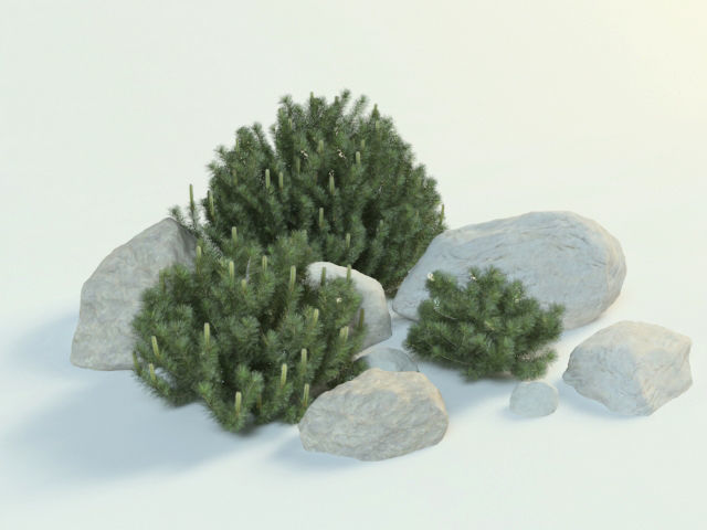 pinus mugo set 3D model_2