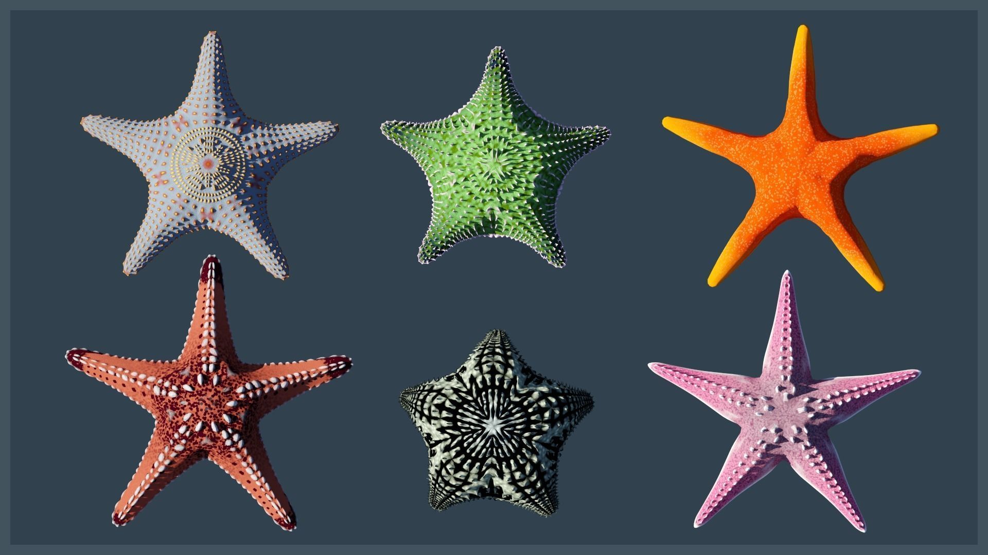 Starfish Variety Pack 3 Low-poly 3D model_3