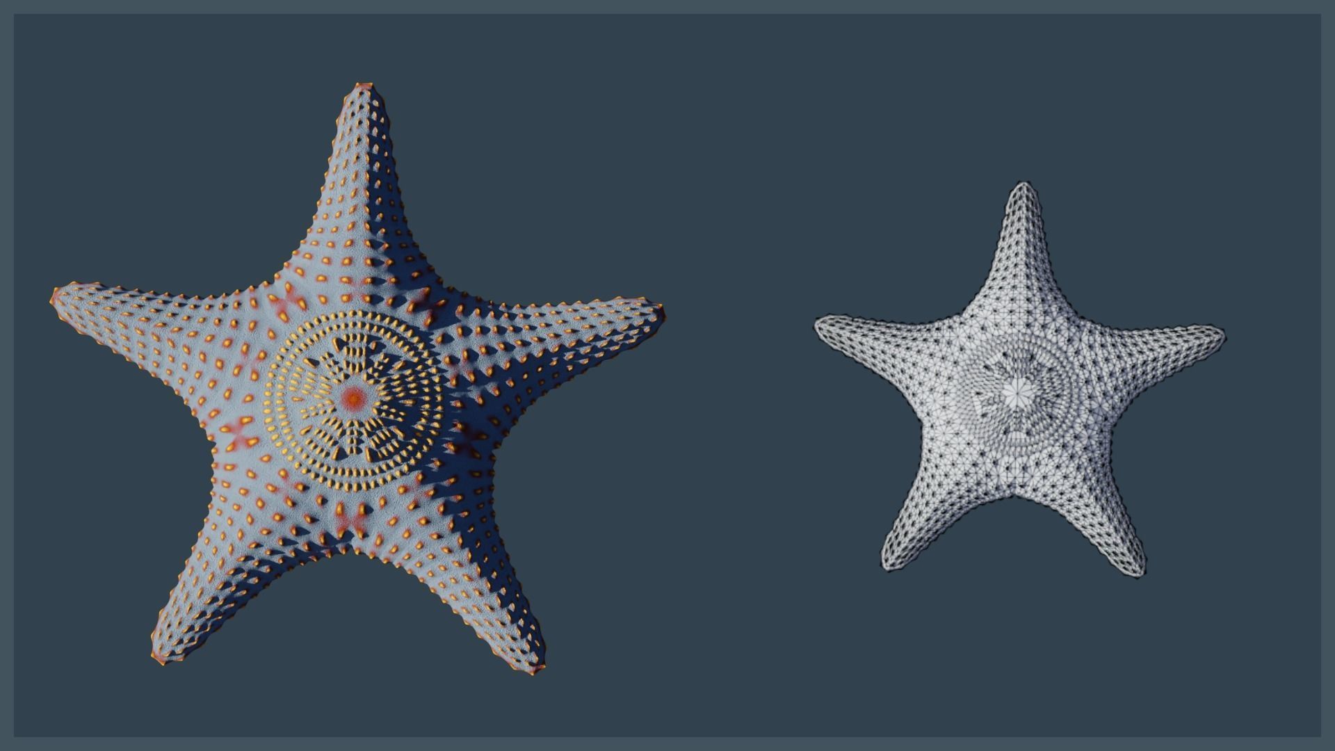 Starfish Variety Pack 3 Low-poly 3D model_15