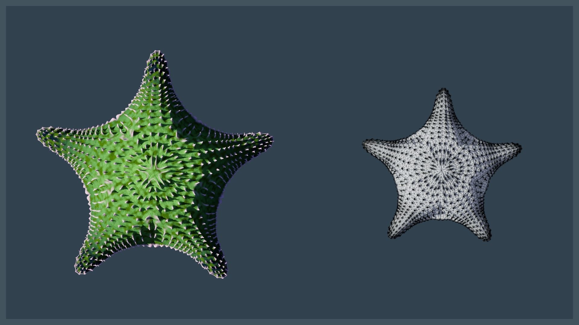 Starfish Variety Pack 3 Low-poly 3D model_16