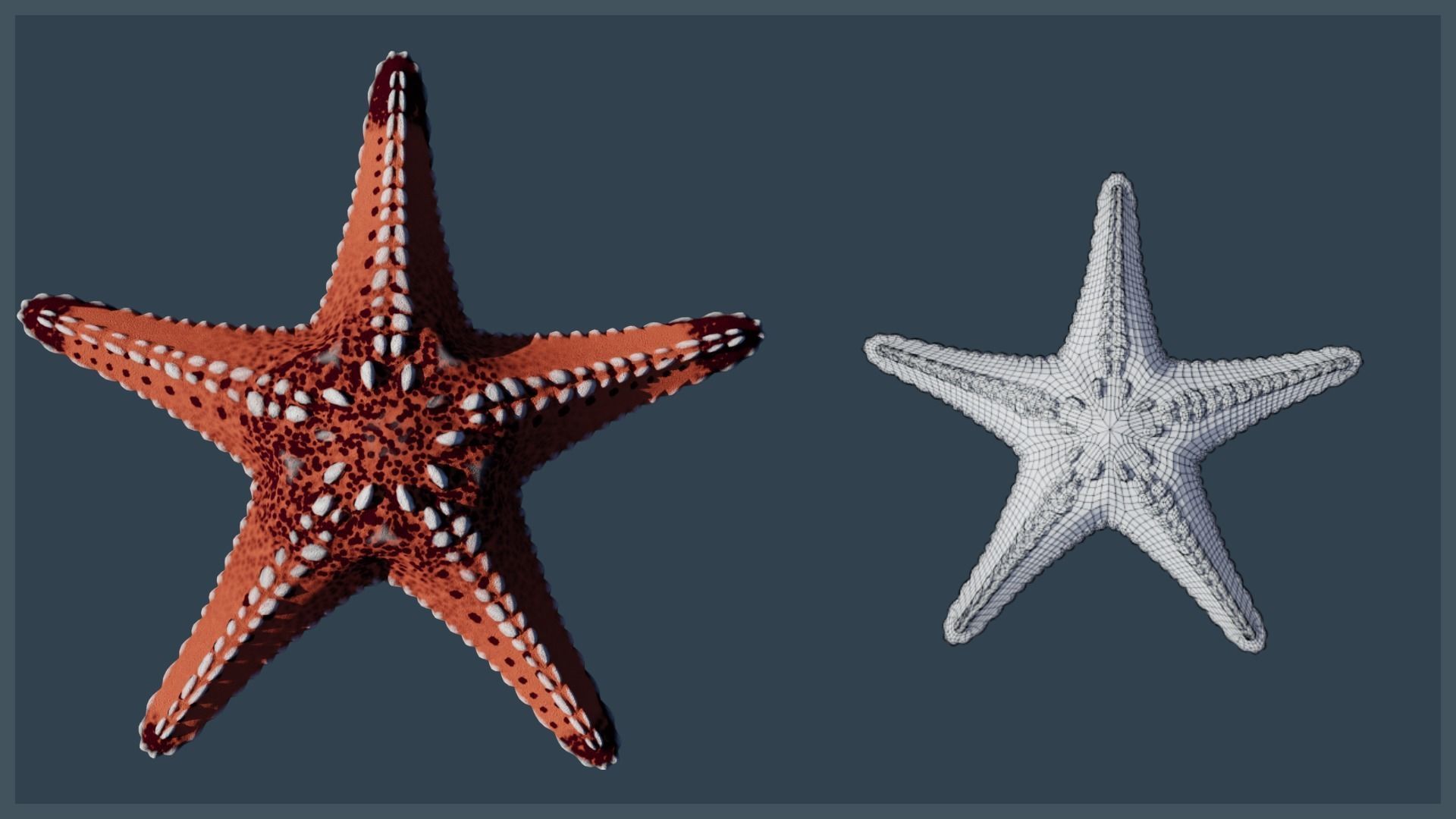 Starfish Variety Pack 3 Low-poly 3D model_17