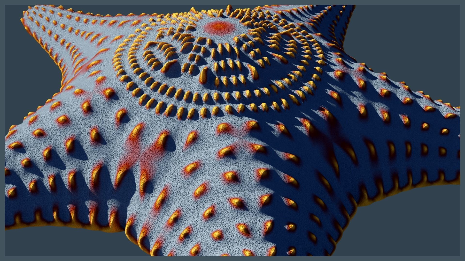 Starfish Variety Pack 3 Low-poly 3D model_9