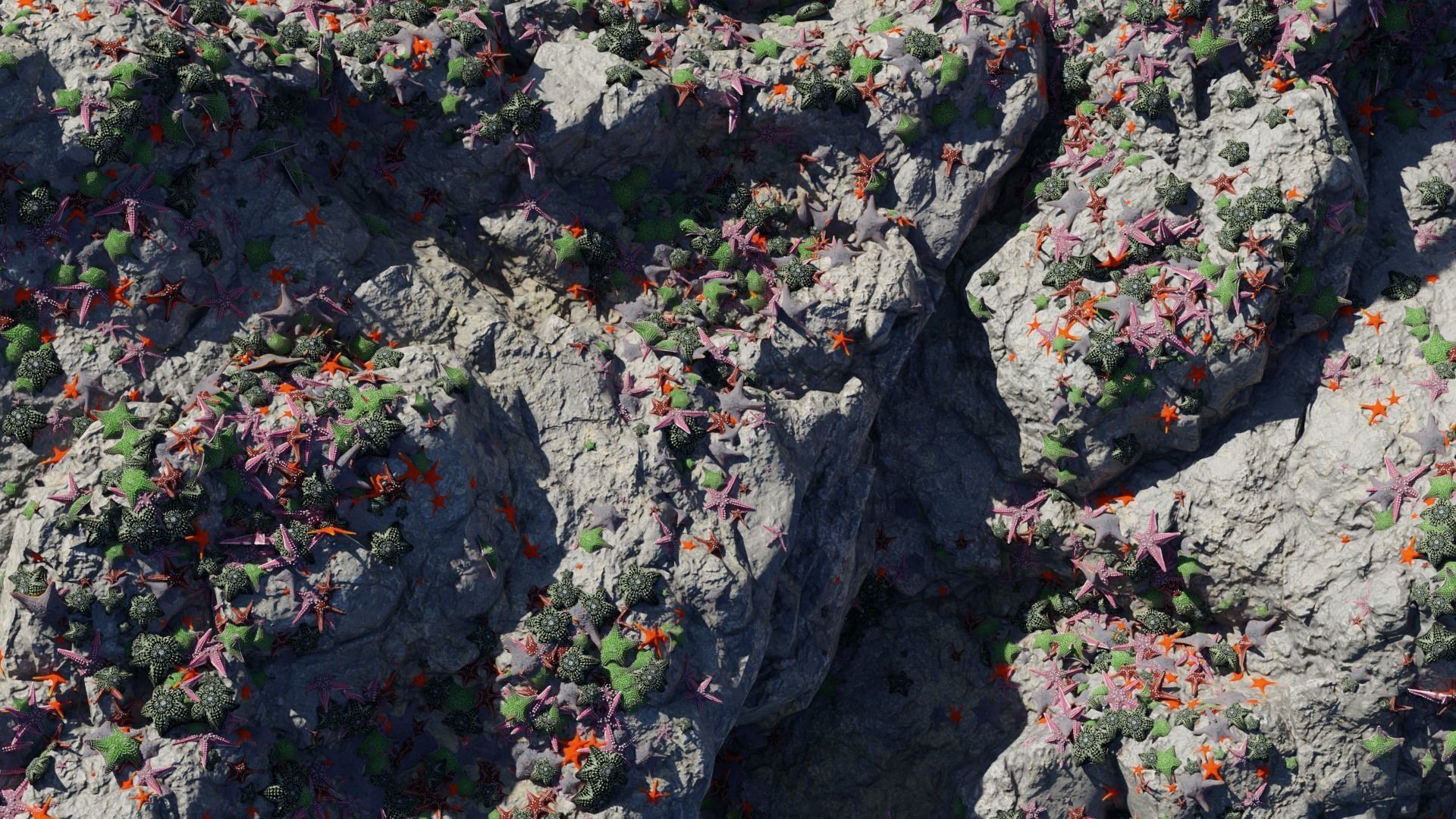 Starfish Variety Pack 3 Low-poly 3D model_18