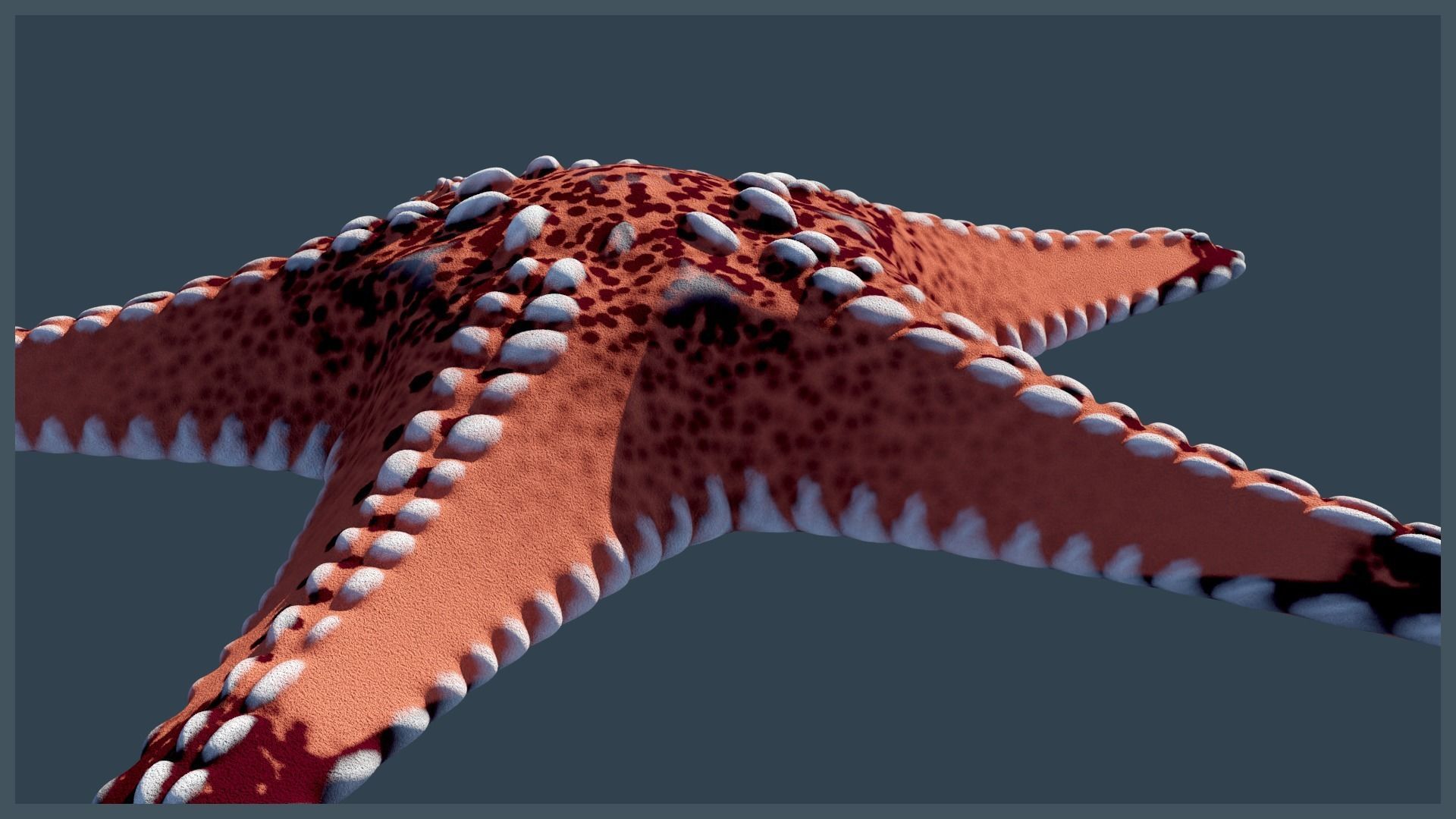 Starfish Variety Pack 3 Low-poly 3D model_10
