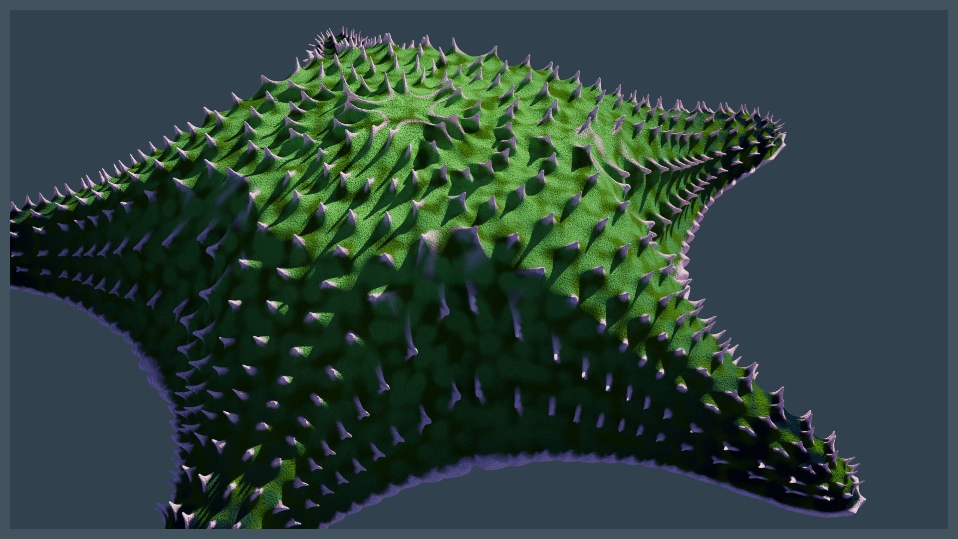 Starfish Variety Pack 3 Low-poly 3D model_11