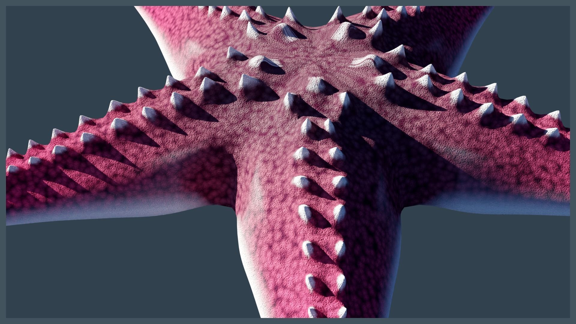 Starfish Variety Pack 3 Low-poly 3D model_8