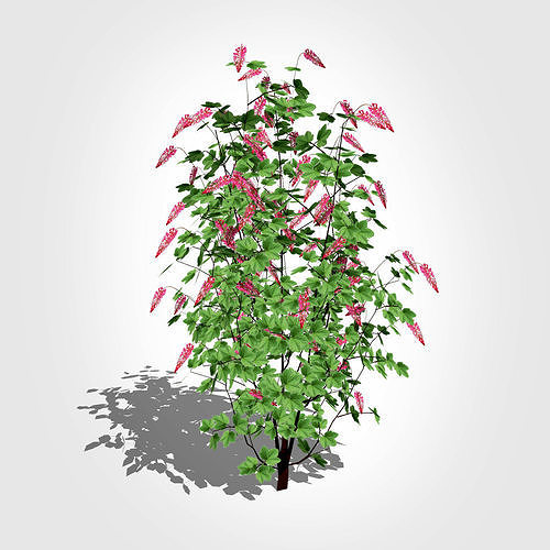 Ribes sanguineum-Flowering Currant Low-poly 3D model