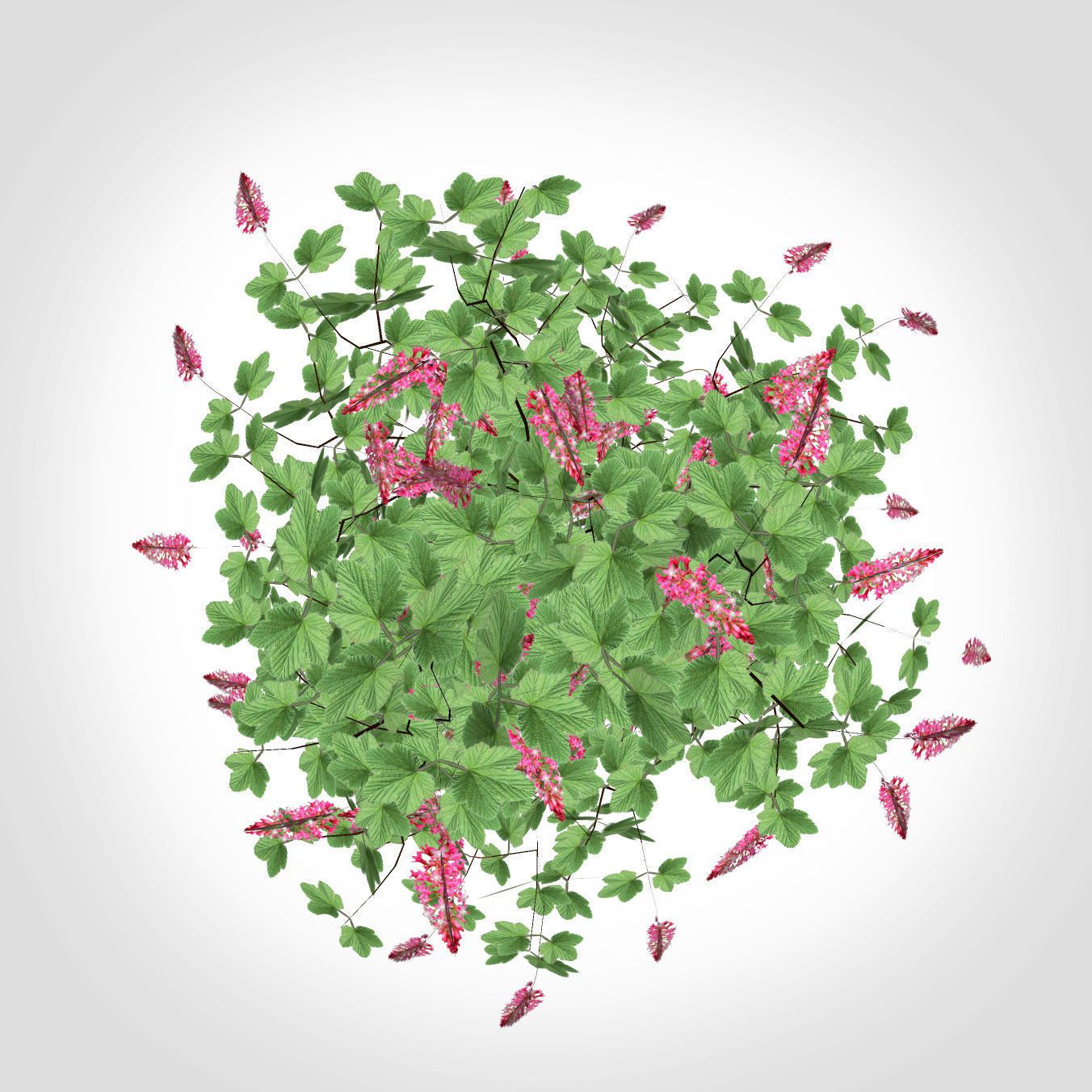 Ribes sanguineum-Flowering Currant Low-poly 3D model_3