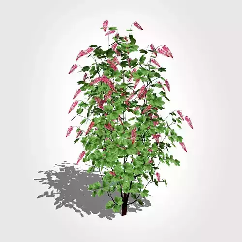 Ribes sanguineum-Flowering Currant Low-poly 3D model